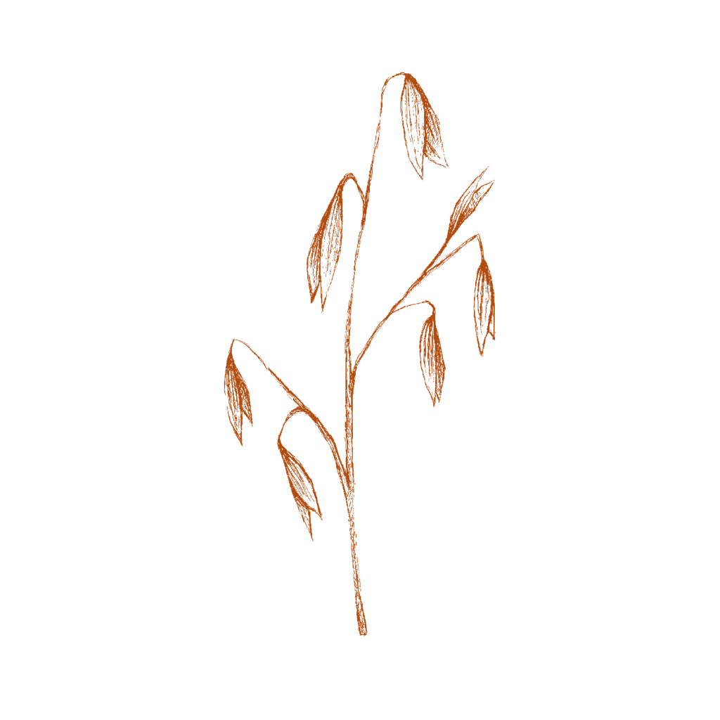 Avena